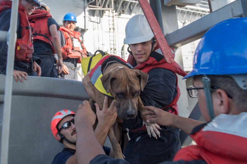 Sailors help Zeus, one of twos dogs who were accompanying two mariners who were aided by the amphibious dock landing ship USS Ashland.(U.S. Navy photo by Mass Communication Specialist 3rd Class Jonathan Clay/Released)